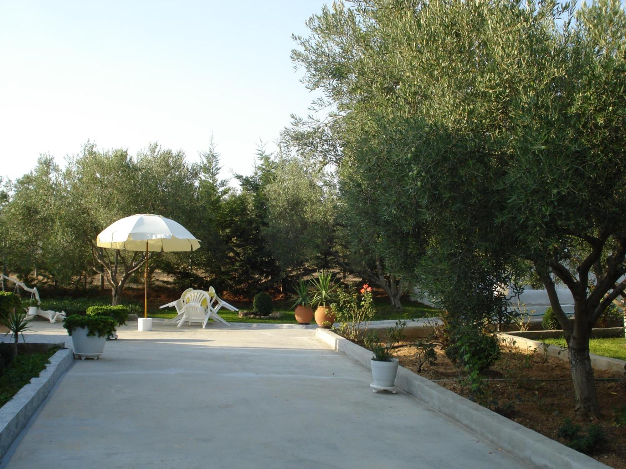 In Olive Grove * Gerakini